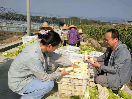 入股20万,一年分红多少(入股二十万分红一年怎么算)