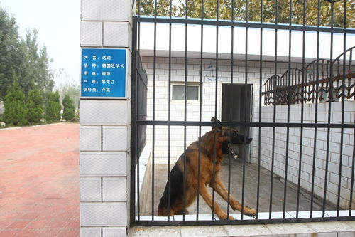 网赌狗庄最怕什么(网赌输钱补救办法)