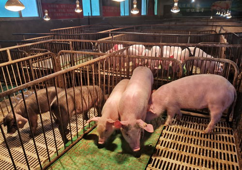 启牛最新骗局(启牛最新骗局 课程)