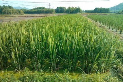 大牛股的五大技术特征(大牛股的特点)