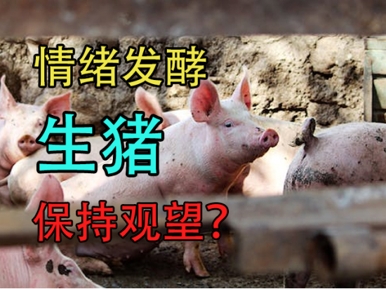 生猪：情绪发酵，保持观望
